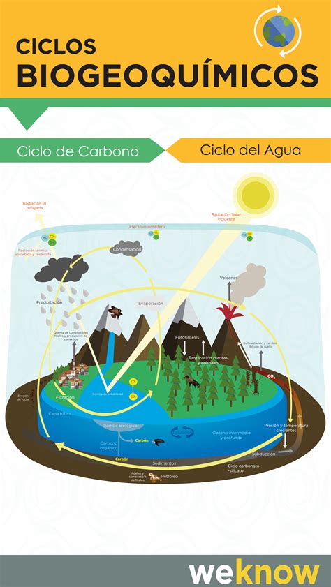 ciclos biogeoquímicos
